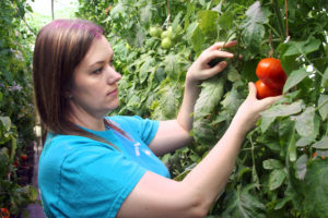 Mandy inspecting tomatoes on the vine