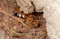 Cicada Killer