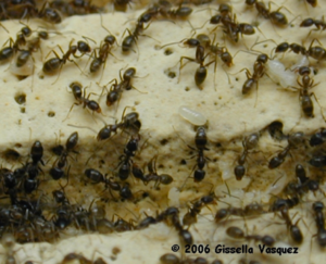 Cover photo for The Argentine Ant