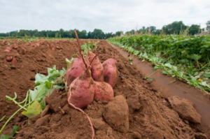 Cover photo for North Carolina Sweet Potatoes