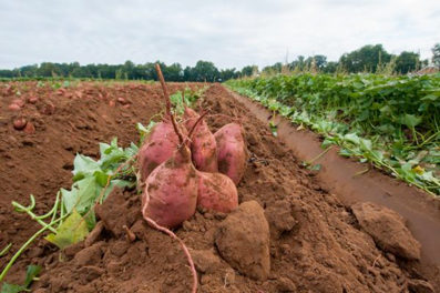 Sweet potatoes in a row of dirt