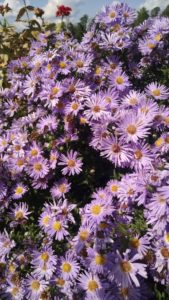 Image of Aster Woods