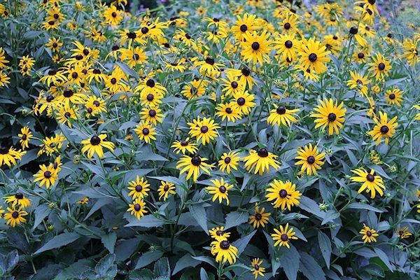 Image of black-eyed susan