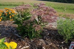 Image of Joe Pye Weed