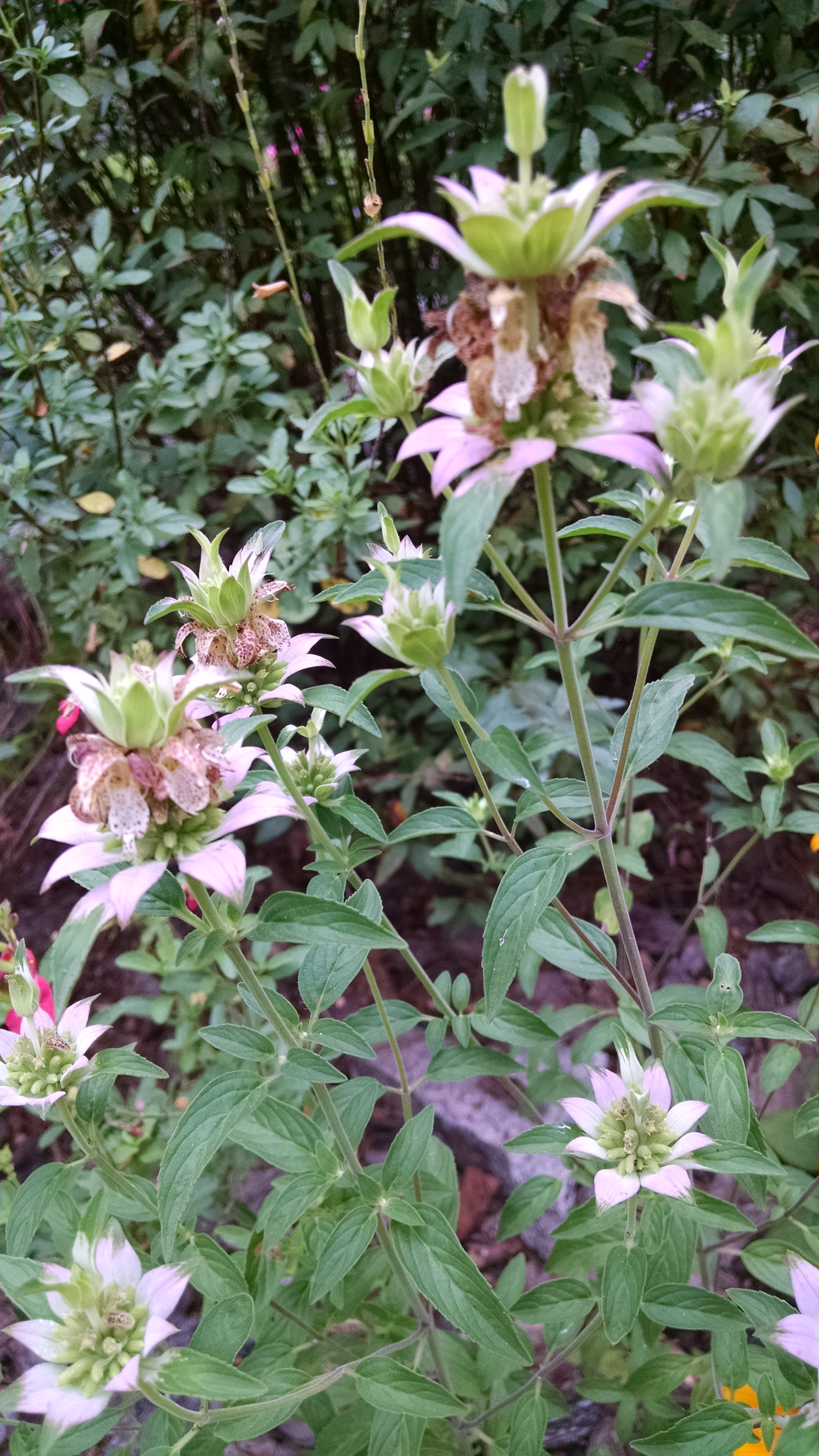 spotted bee balm