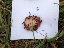 Fire Ant Test