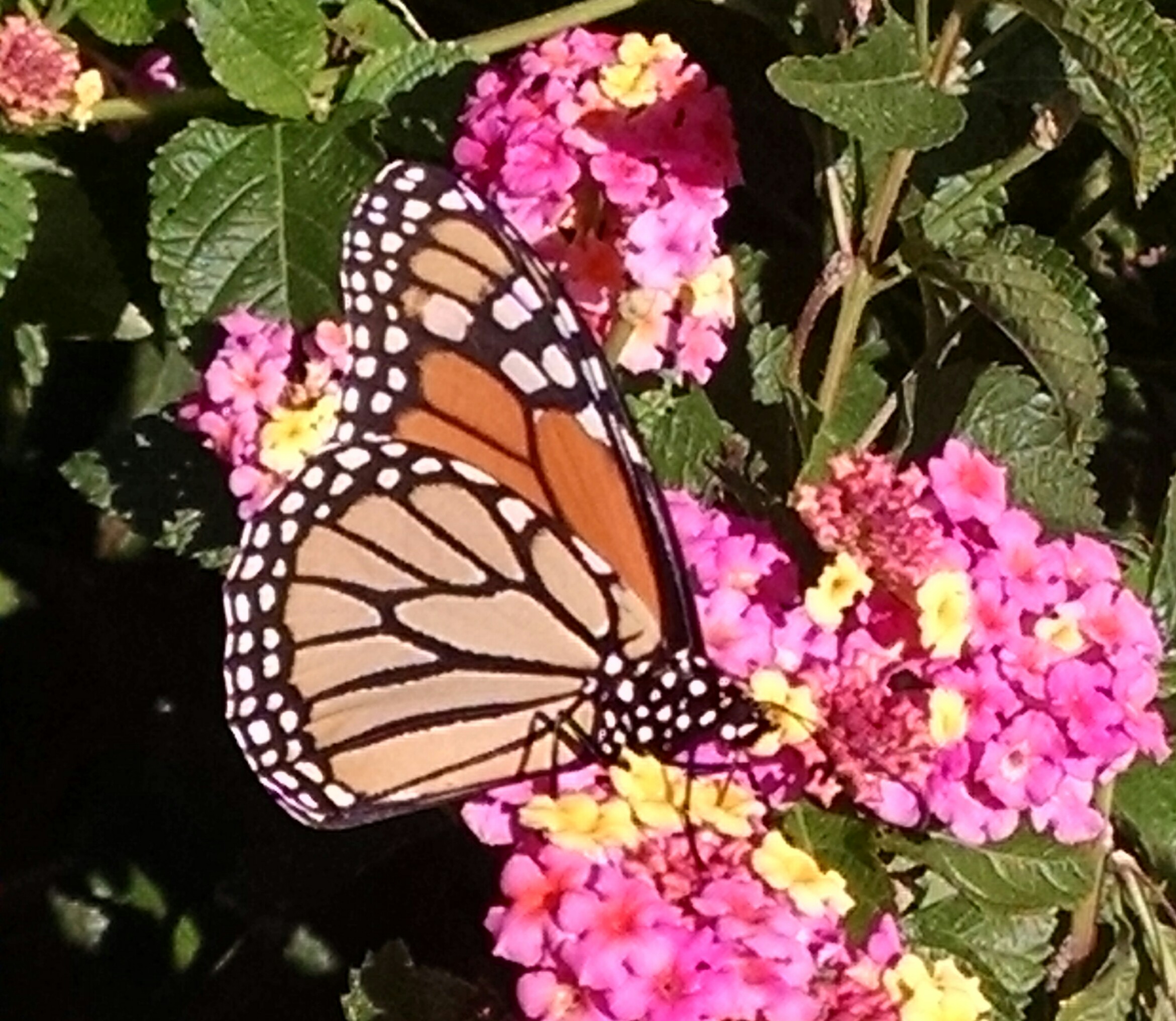 Image of a butterfly