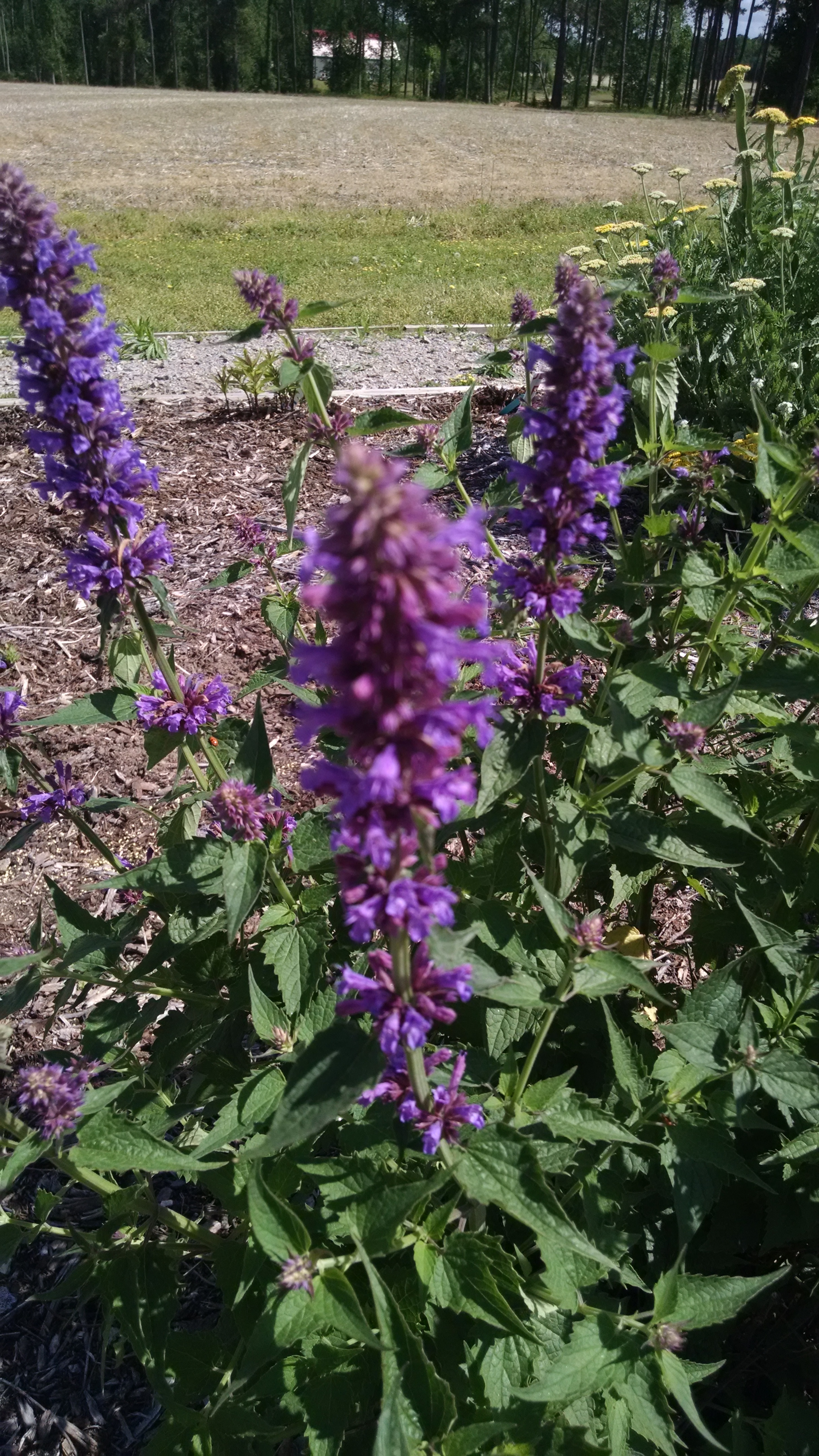 Image of Agastache blue fortune