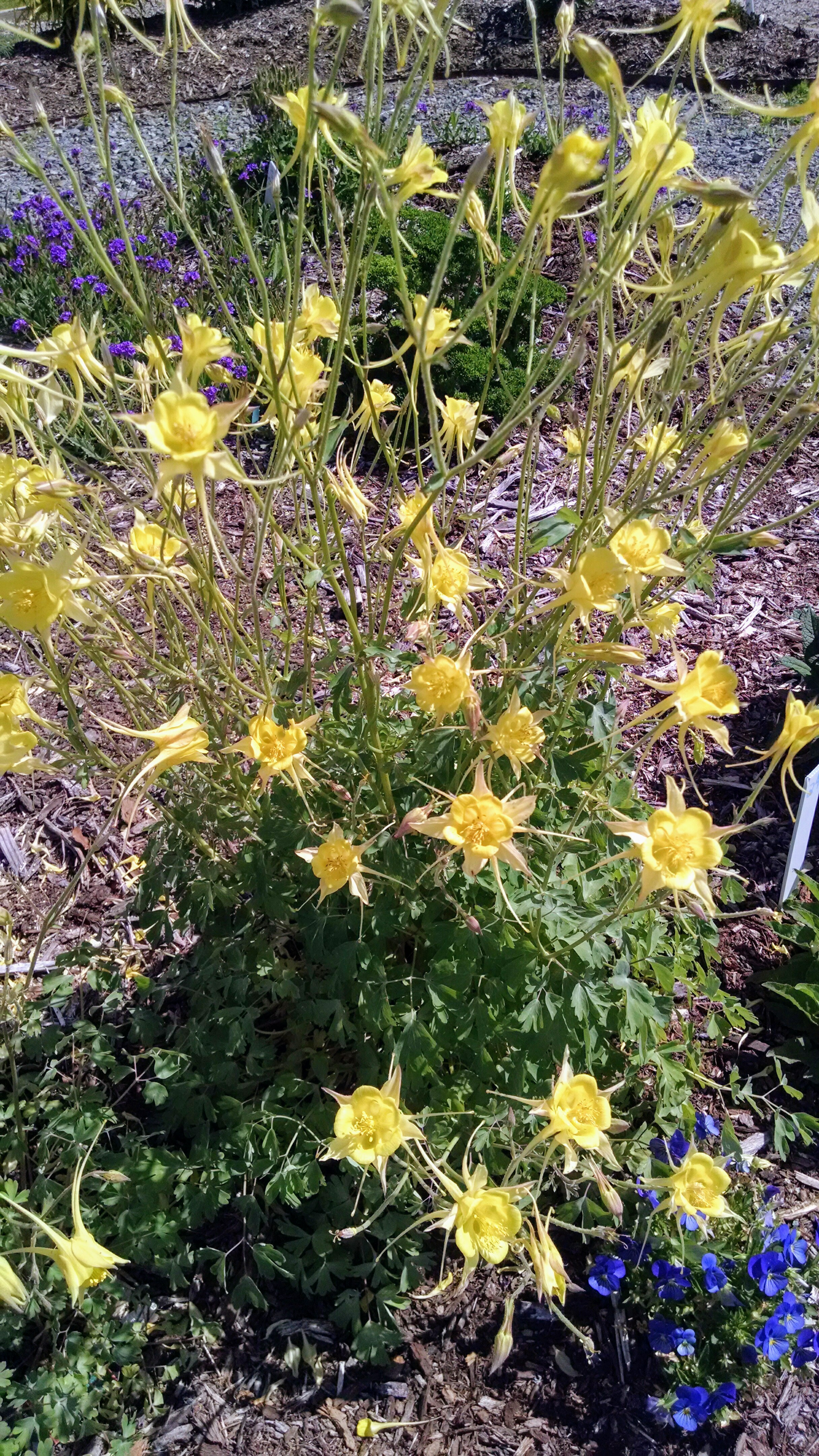 Image of aquilegia chrysantha