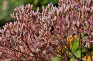 Image of Joe Pye Weed
