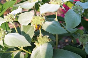 Image of mountain mint