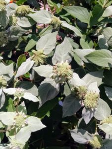 Image of mountain mint
