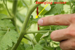 Pruning Tomatoes