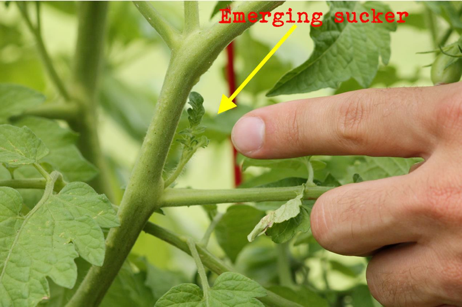 download pruning tomatoes