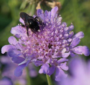 Image of a pincushion flower