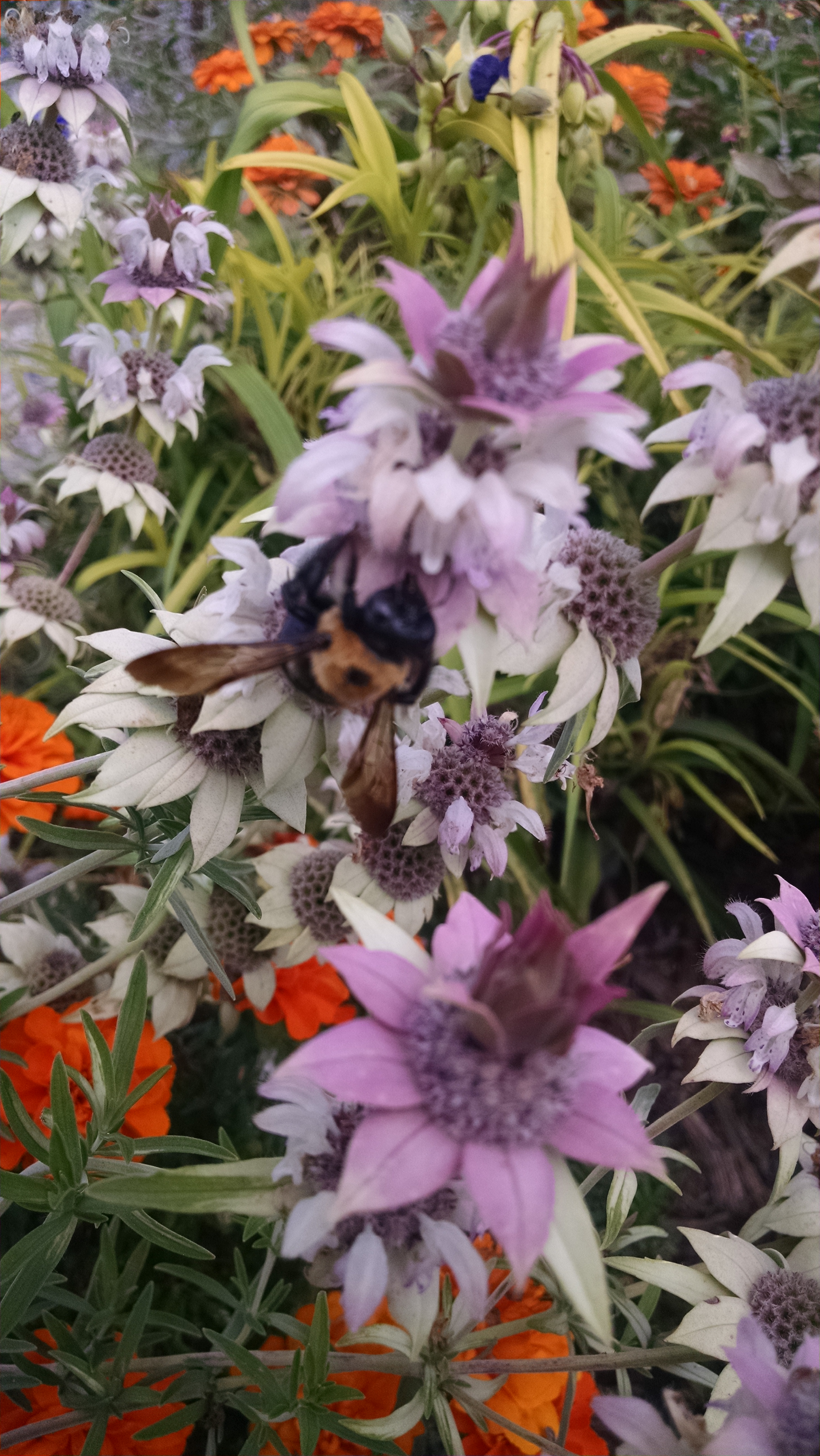 Image of bee balm