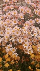 Image of Chrysanthemum 'Sheffield'