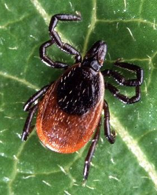 black-legged tick