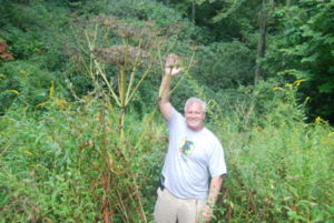 Image of giant hogweed
