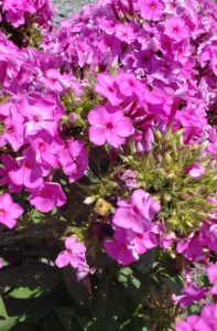 Phlox paniculata, Bumblebee