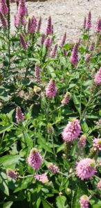 Image of Garden Speedwell