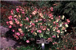 Cover photo for Hellebores or Lenten Rose