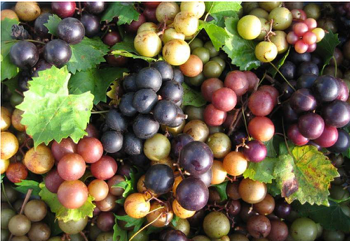 Image of muscadine grapes