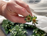 Frost damage on strawberry bloom by B. Poling