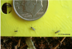 Fungus Gnats