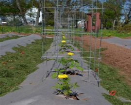 Marigolds & tomatoes