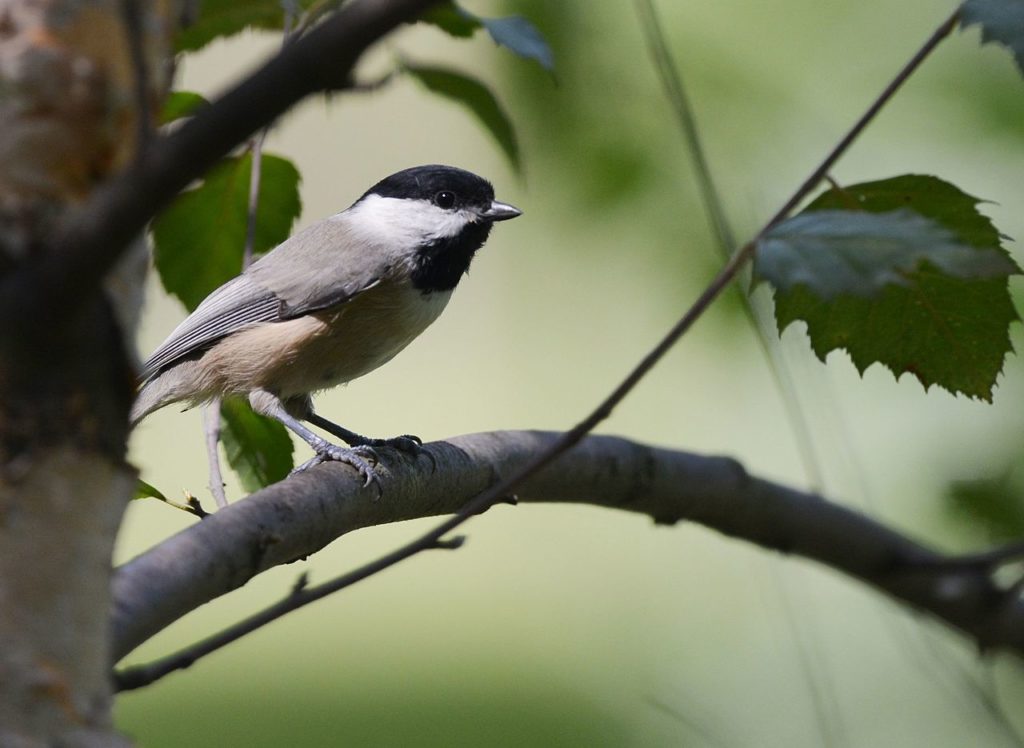 Image of a carolina chickadee