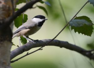 Carolina Cickadee Bird