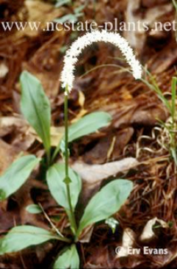 NCSU Plant Picture