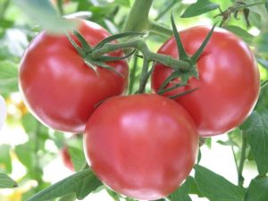 Cluster of Tomatoes