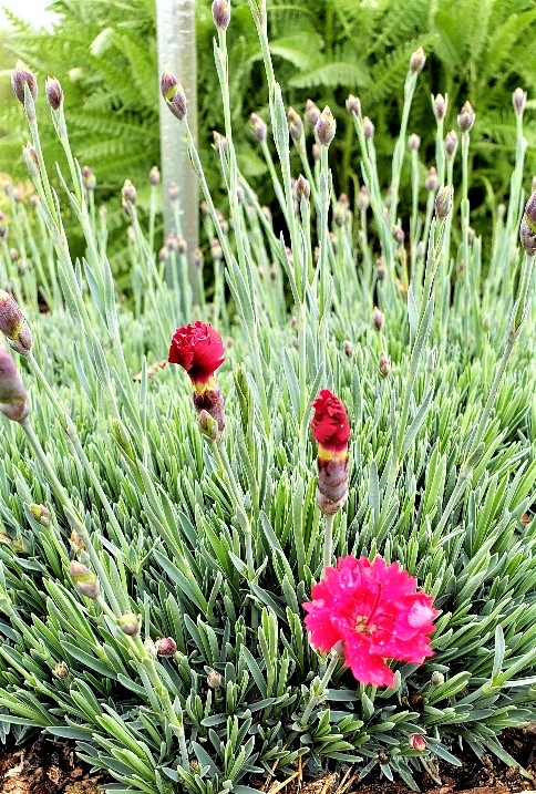 Image of Dianthus