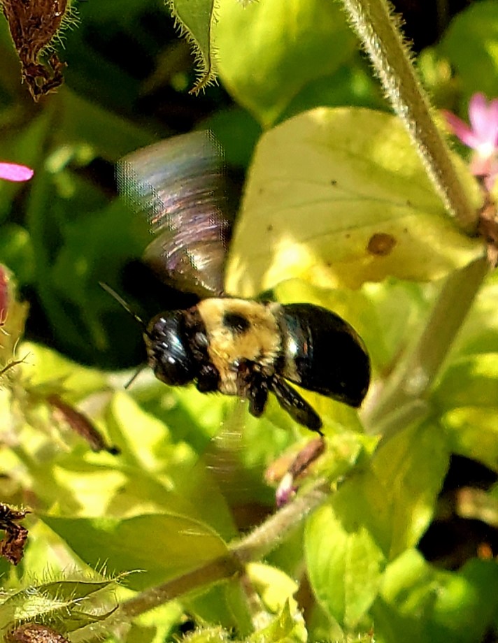 Carpenter Bee searching for nectar