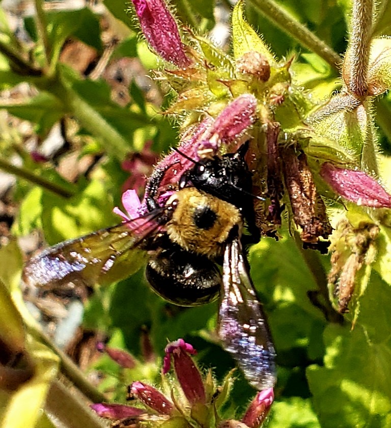 Carpenter Bee on Silene