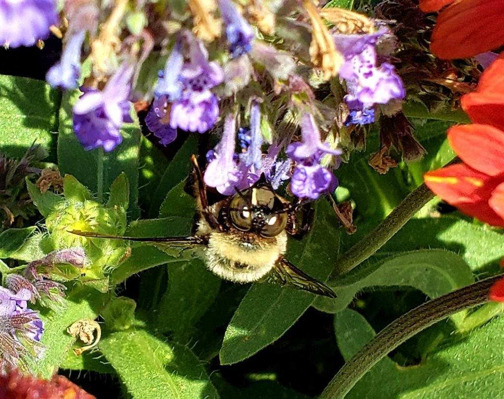 Carpenter Bee on Catmint