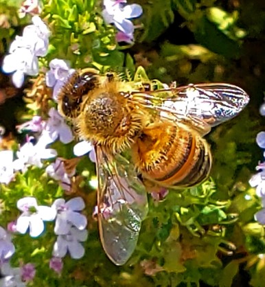 Honey Bee on Thymus vulgaris