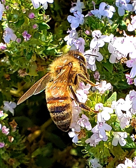 Honey Bee on Thymus vulgari