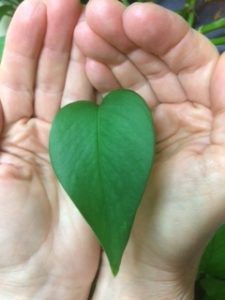Cover photo for Earth Day