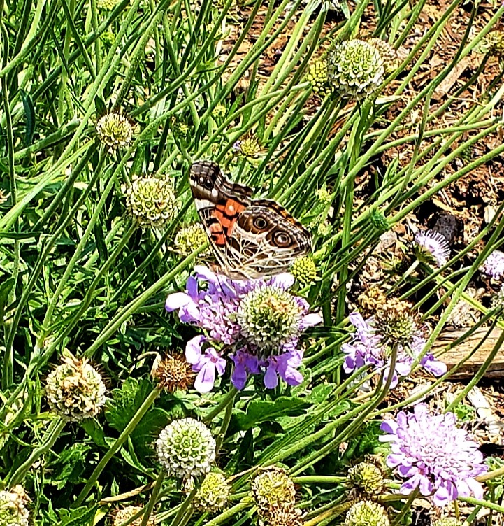 Painted Lady on Scabiosa columbaria