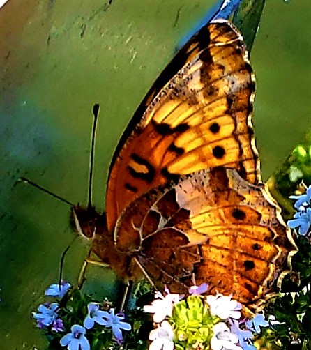 Butterfly on Thymus vulgaris