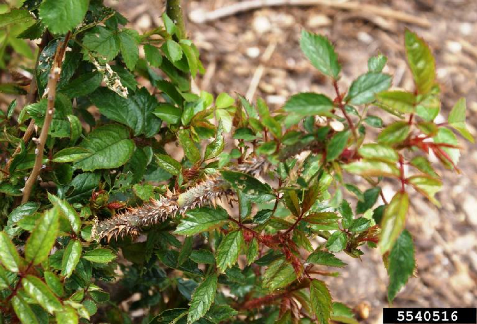 Rose Rosetta Disease