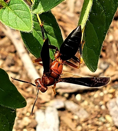 Image of Common Paper Wasp