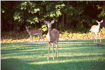 White-tailed deer 19Aug2015 lamjohnm