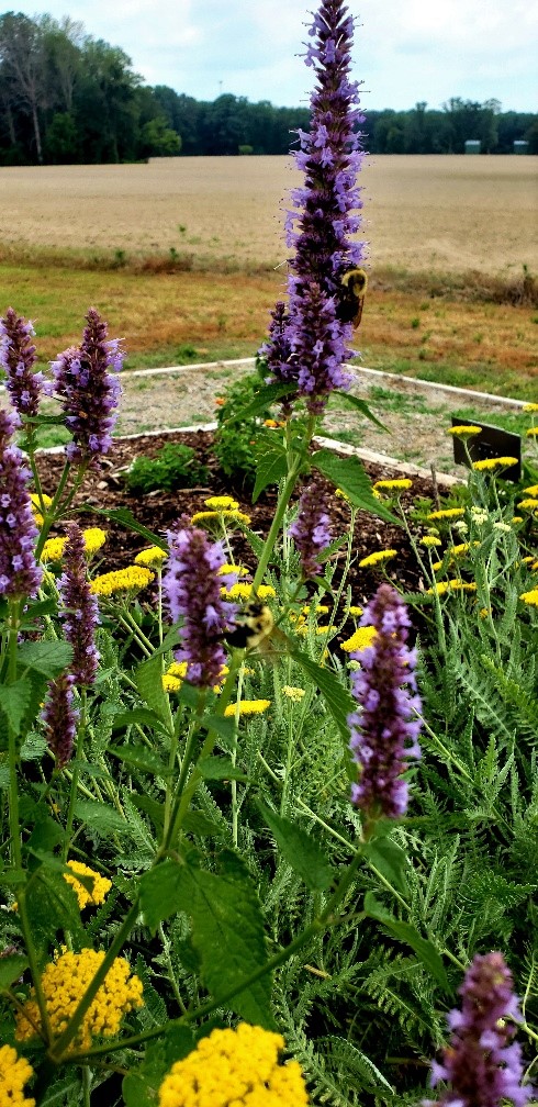 Image of Agastache and Yarrow