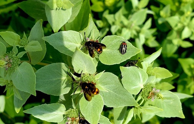 Image of Mountain Mint