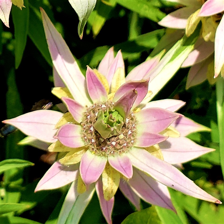 Image of Spotted Bee Balm