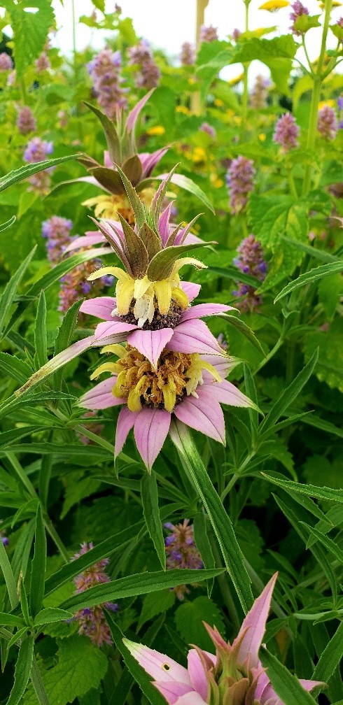 Image of Spotted Bee Balm